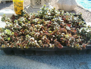 http://www.teichbau-garten.com/advanced_search_result.php?keywords=sedum