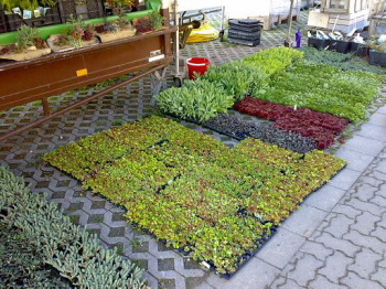 Sedum / Sedumpflanzen zur Dachbegrünung sähen - Pflanzen zur extensive oder intensive Aufbau einer Begrünung - Alle Baustoffe finden Sie in unserem Shop